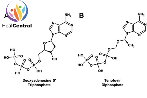 Sự tương đồng trong cấu trúc hóa học của dATP (A) và tenofovir diphosphate (B)