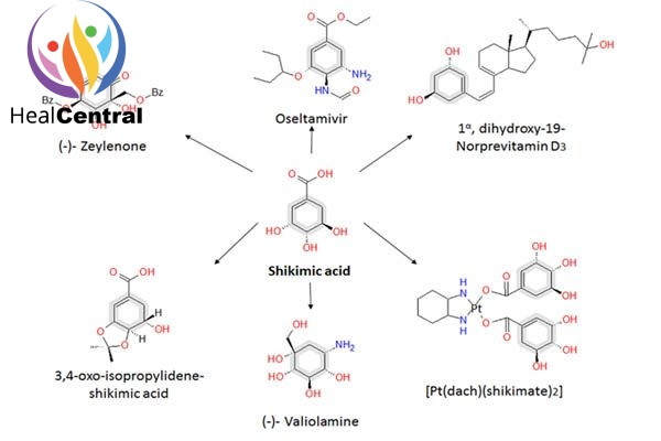 Các con đường tổng hợp từ acid shikimic