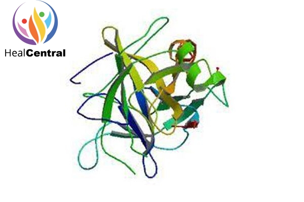 Cấu trúc của chymotrypsin