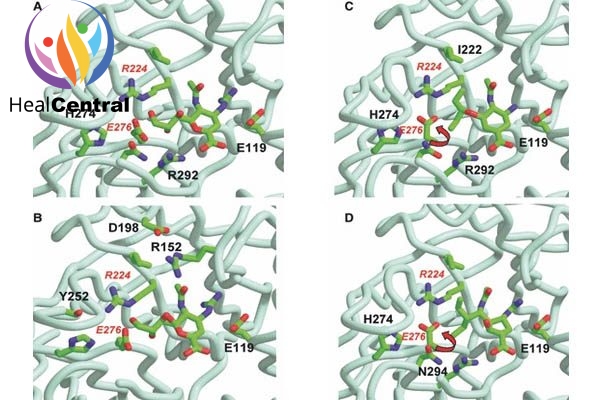 Cấu trúc của neurominidase N9 liên kết với chất ức chế (A,B) zanamivir (PDB NNC), (C) oseltamivir (PDB QWK), (D) peramivir (PDB IL7F)