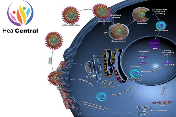 Chu kì nhân lên của virus cúm A