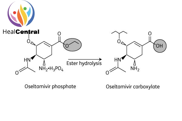 Chuyển hóa Oseltamivir