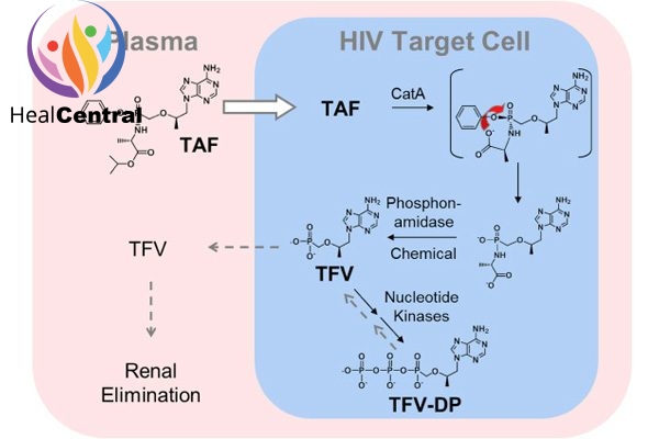 Chuyển hóa TAF trong tế bào đích của HIV.