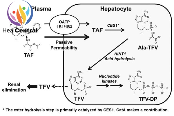 Chuyển hóa TAF trong tế bào gan. OATP: Protein vận chuyển anion hữu cơ qua màng tế bào