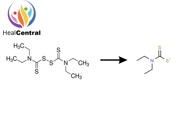 Chuyển hóa disulfiram thành diethyldithiocarbamate