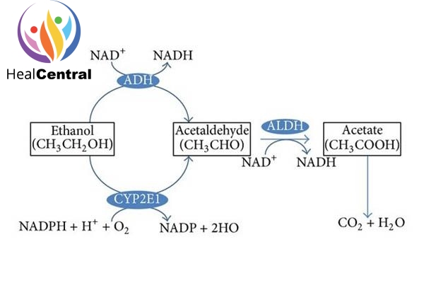 Chuyển hóa ethanol trong cơ thể