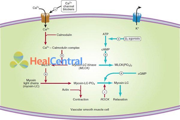 Cơ chế tác dụng của thuốc chẹn kênh calci (trái) và thuốc chủ vận β2 (phải) trong gây giãn cơ trơn mạch máu.