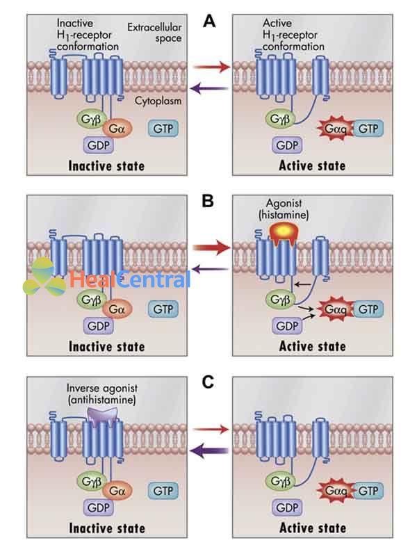 Cơ chế dụng thuốc kháng histamine H1.