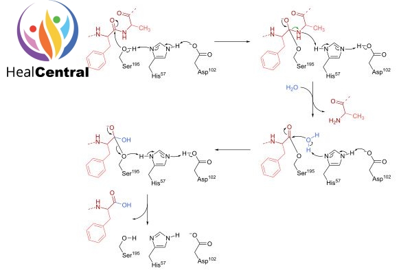 Cơ chế phản ứng xúc tác của alphachymotrypsin.