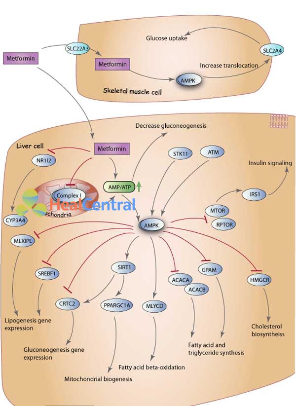 Cơ chế tác dụng của metformin.