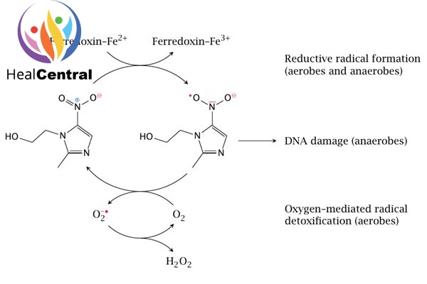 Mô tả ngắn gọn cơ chế tác dụng của metronidazole.
