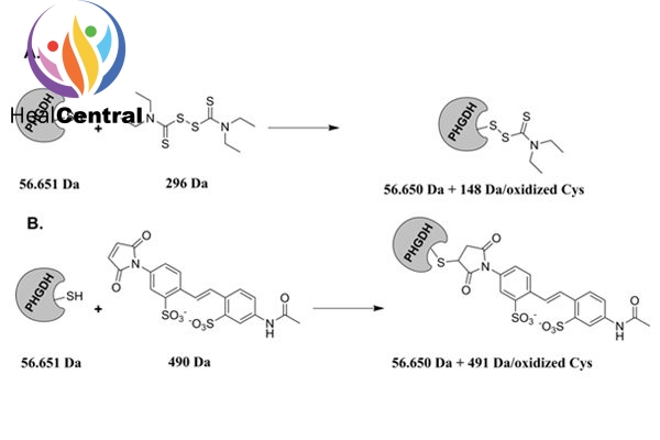 Cơ chế đề xuất tương tác với PHGDH của disulfiram và 4-acetamido-4′-maleimidylstilbene-2,2′-disulfonic acid