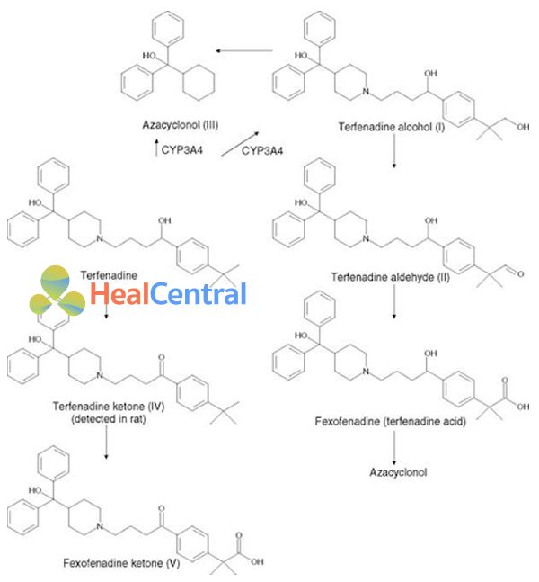 Các con đường chuyển hóa terfenadine trong cơ thể.