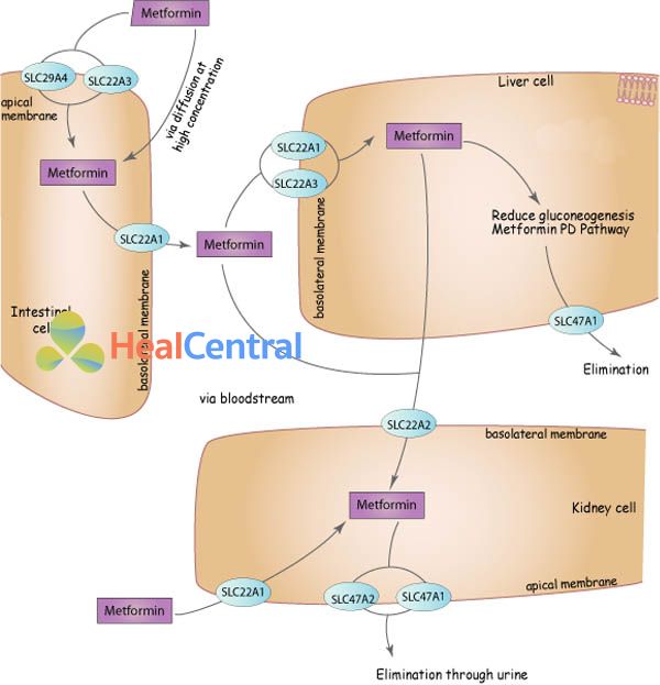 Con đường dược động học của metformin. SLC29A4, SLC22A3, SLC22A1, SLC47A1, SLC22A2, SLC47A2: Các gen liên quan đến vận chuyển metformin xuyên màng.