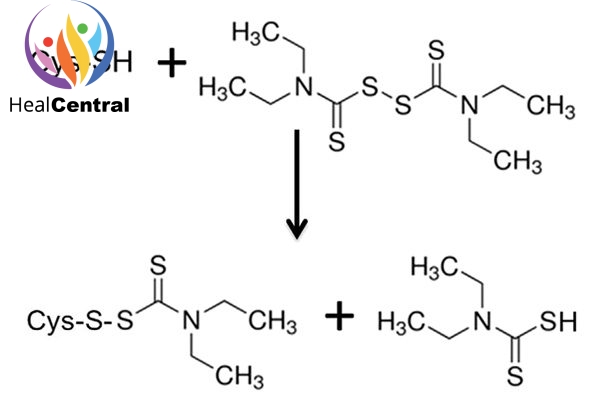Disulfiram liên kết với cystein