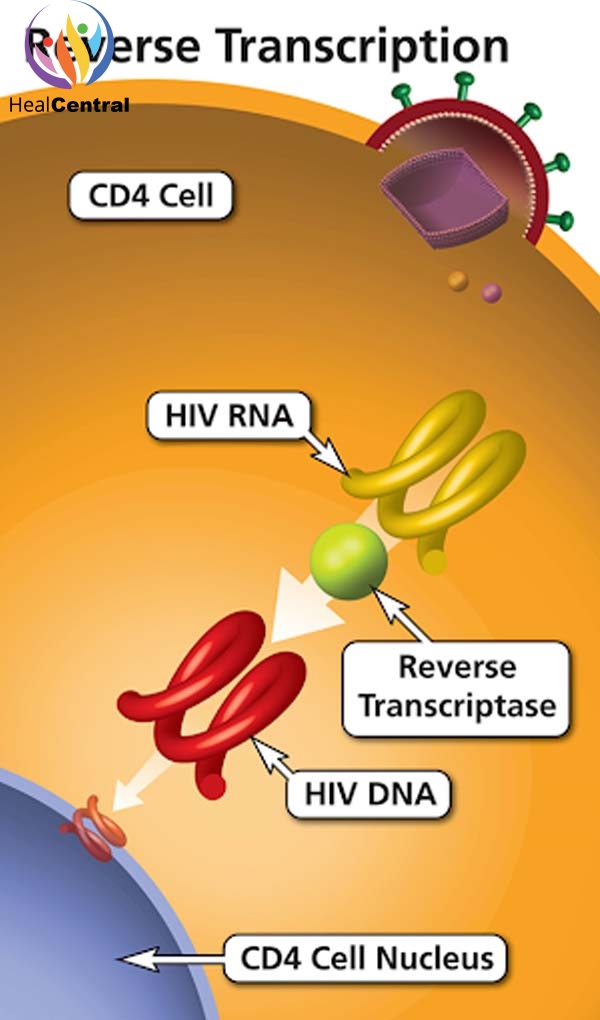 Emzym phiên mã ngược giúp chuyển ARN thành ADN trong virus HIV
