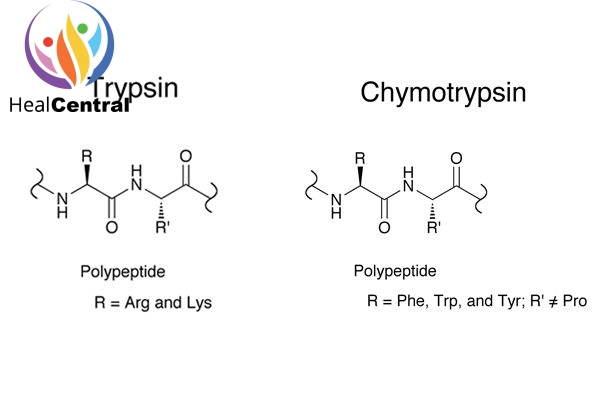 So sánh Trypsin và Chymotrypsin