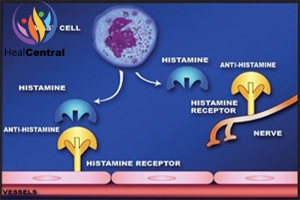 Thuốc kháng histamine H1 liên kết với thụ thể H1 làm mất tác dụng của histamine.