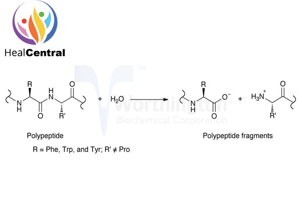 Vị trí thủy phân của chymotrypsin.