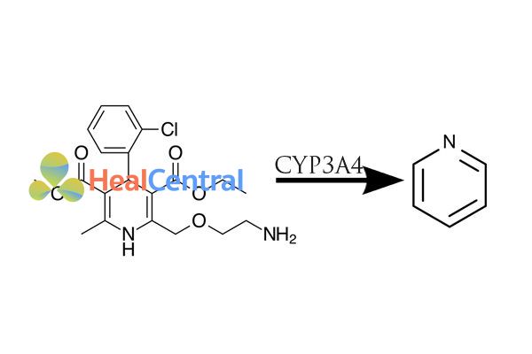 Chuyển hóa amlodipine thành pyridin