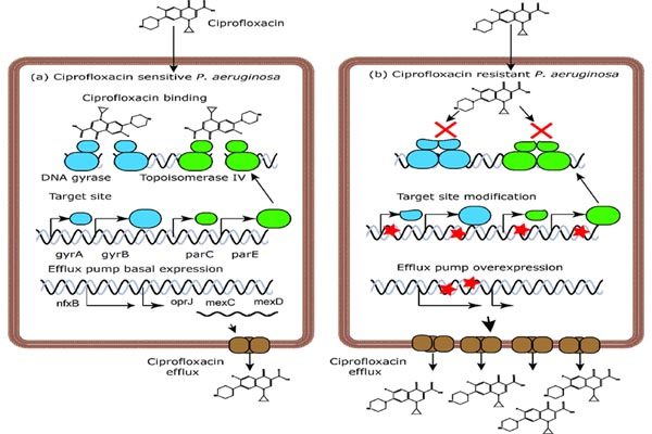 Cơ chế hoạt động của ciprofloxacin và đề kháng của Pseudomonas aeruginosa.