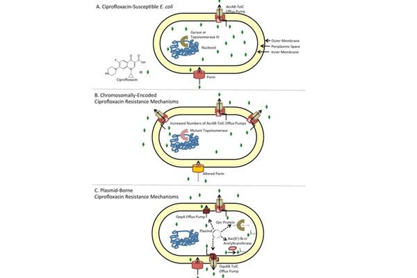 Các cơ chế kháng thuốc của E.coli với ciprofloxacin