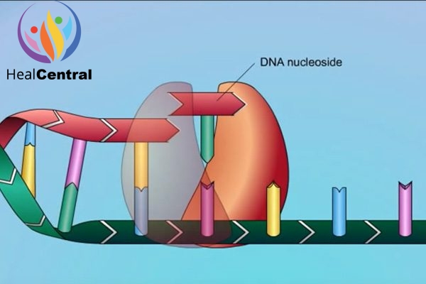 Minh họa enzym RT đang lắp ghép các dNTP (deoxynucleoside triphosphate)