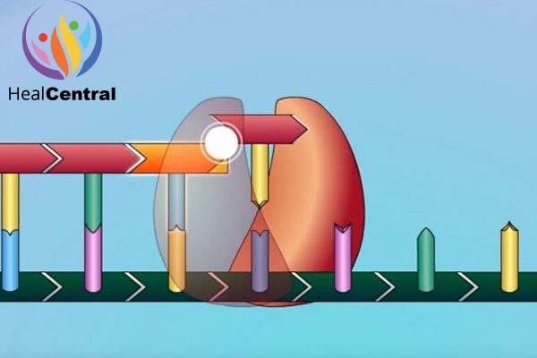 Minh họa quá trình tổng hợp chuỗi polynucleotide bị dừng lại.