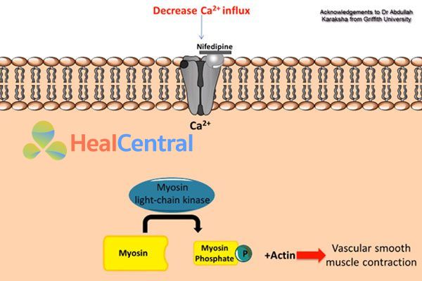 Tác dụng của nifedipine lên cơ trơn mạch máu