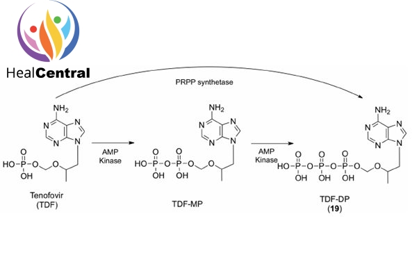 Quá trình tenofovir phosphoryl hóa 2 lần để tạo thành tenofovir diphosphate