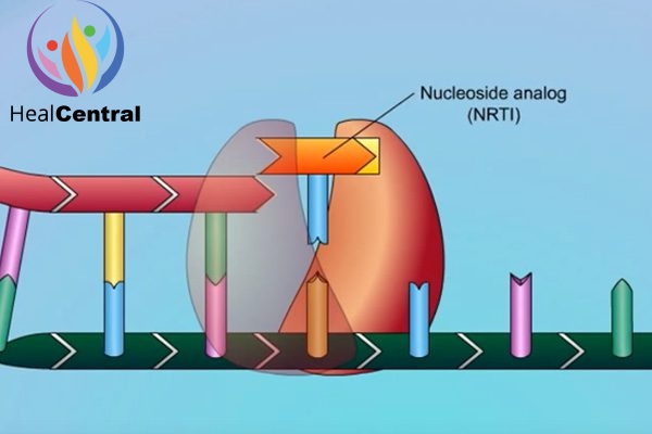 Minh họa một thuốc NRTI lắp vào 1 vị trí trên mạch polynucleotide.