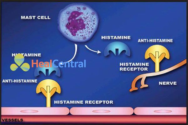  Thuốc kháng histamine H1 liên kết với thụ thể H1 làm mất tác dụng của histamine.