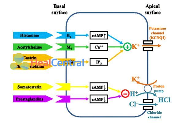 Các chất kích thích và ức chế bài tiết acid dạ dày.