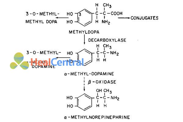 Các con đường chuyển hóa methyldopa.