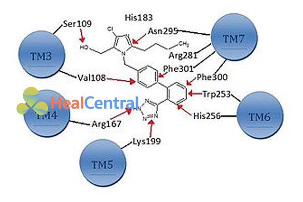 Các vị trí của losartan tạo liên kết với thụ thể AT1.