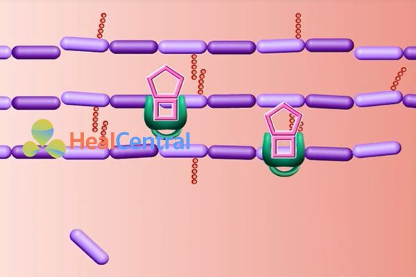 Các β-lactam gắn với PBP.