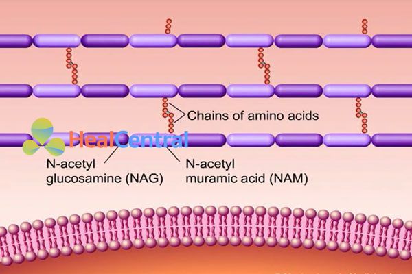 Cấu tạo của peptidoglycan.