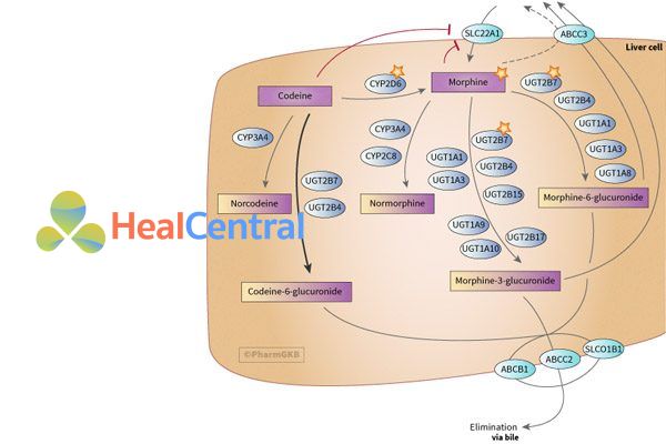 Chuyển hóa codeine trong tế bào gan