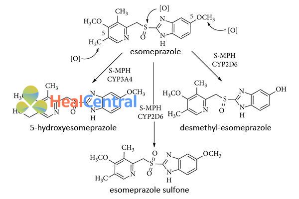 Chuyển hóa tại gan của Esomeprazole