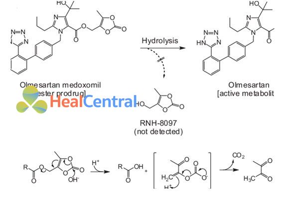 Chuyển hóa olmesartan