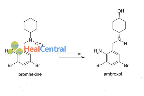 Chuyển hóa từ bromhexine thành ambroxol.