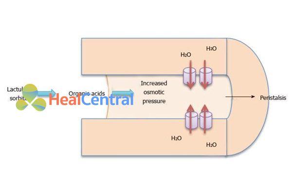 Cơ chế chống táo bón của sorbitol.