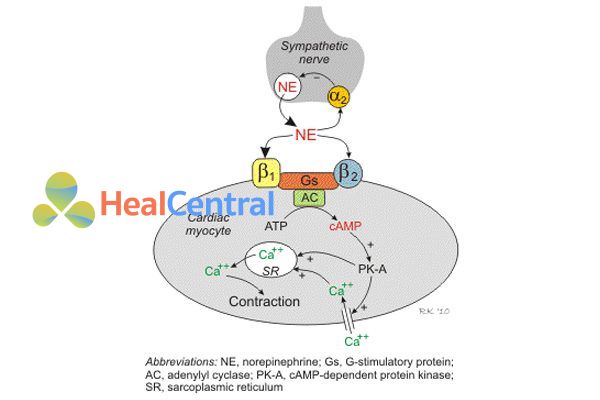 Cơ chế gây co cơ tim của noradrenaine