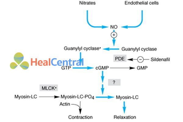 Cơ chế hoạt động của các nitrate hữu cơ.