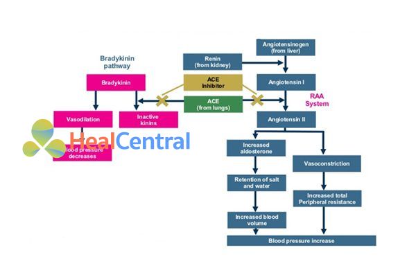 Cơ chế tác dụng các ACEIs.