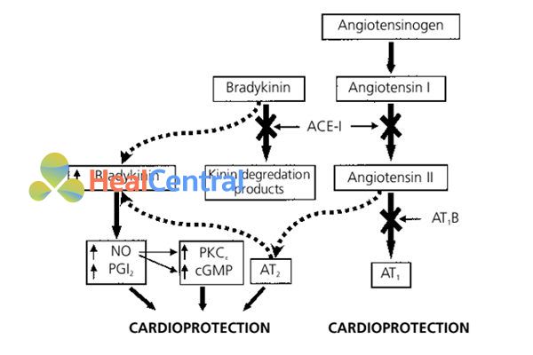 Cơ chế tác dụng của ACEIs.