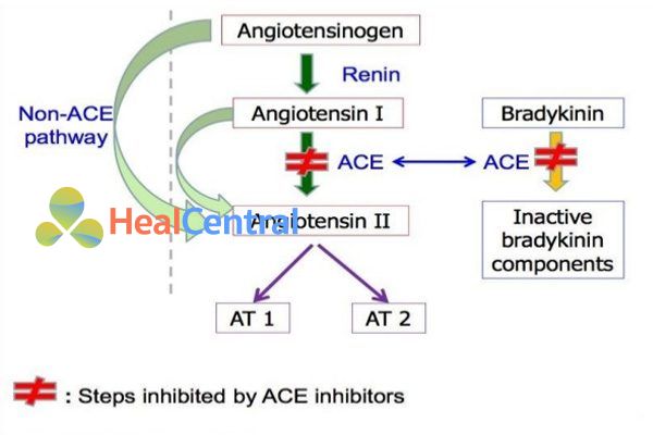  Cơ chế tác dụng của ACEIs.