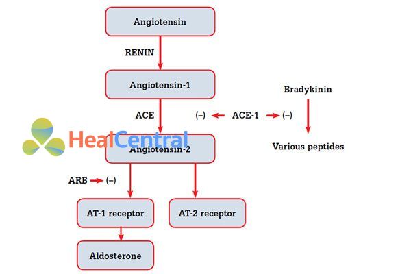 Cơ chế tác dụng của ACEIs và ARBs.