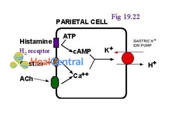 Cơ chế tác dụng của histaime lên bài tiết acid dạ dày.