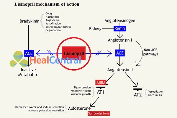 Cơ chế tác dụng của lisinopril.